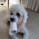 모치플레지르 이미지