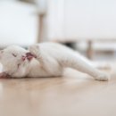 안성동물의료센터 이미지