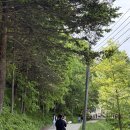 6월의 목장 | 강원도 평창 아이랑 가볼만한곳 추천 | 대관령 양떼목장 6월 방문 후기