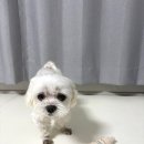 로니펫 | 강아지 피부각질 관리 방법｜페페로니펫 강아지 스킨케어 3종 후기