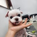 오드리 애견미용실 이미지