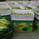 봉황농장 이미지