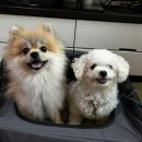 장미펜션 이미지