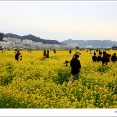 부산낙동강유채꽃축제 이미지