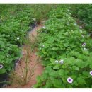 현중농장 이미지