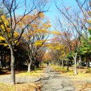 시청앞 가로수길 이미지