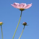 이별공간 | 울산반려동물장례식장_울산시어디에서나가까운위치...동물장례와최저장례비로마지막까지함께하는이별공간