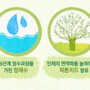 그린 프레쉬 이미지