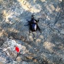 시골다슬기 이미지