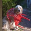 똥꼬발랄 이미지