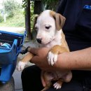 댄디농장 이미지