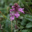 구름송이 이미지