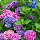 오늘도 봄 이미지