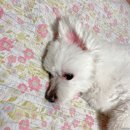 슈슈댕 구래점 이미지