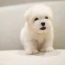 코튼빌리지 부산본점 이미지