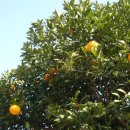 신제주초등학교 이미지