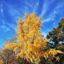 금마축구공원 축구장 | 하남 가볼만한곳 미사경정공원 가족단풍사진·피크닉·축구까지 완벽코스
