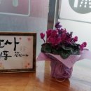 보리네 펫 미용 이미지