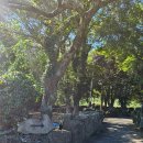 금능이모네 이미지