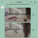 그대애개 이미지