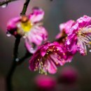 매화세탁소 이미지