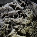 자연사박물관우석헌 이미지