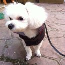 디자인바이펫 이미지