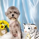 도꾸살롱 이미지