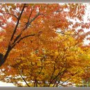 용호초등학교사거리 이미지