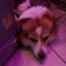 우주정복 | [서울 감자튀김 맛집] 감자로우주정복 방문 후기