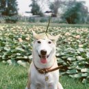 행복한 강아지 이미지