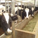 동림목장 이미지