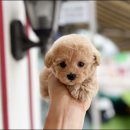 강아지잔칫집 | 털안빠지는강아지 토이푸들입양 한 뒤 집안 분위기가 바꼈네요