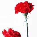 부모님의 사랑과 은혜 이미지