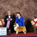 골든베릴셀티 이미지