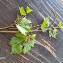 요거요거 이미지