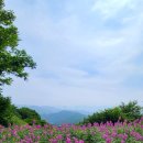 희귀야생화 분홍바늘꽃(삼척 2023.7.3.) 이미지