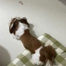 프룻퐁당 이미지