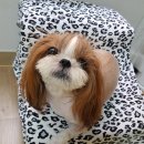 쉬었다가개 이미지