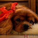 한가람동물의료센터 이미지