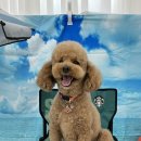 우쭈쭈플렉스 강아지 미용 이미지