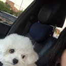 지니카센타 이미지