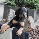 버디독 강아지분양 안심분양센터 서울 영등포점 이미지