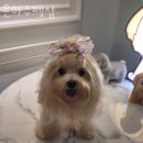 은하수펫샵 이미지