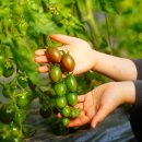 초록농장2 이미지