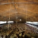 초복농장 이미지