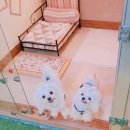몽이네 이미지