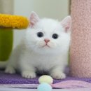 광주강아지분양 고양이분양 미유펫 본점 이미지