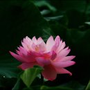 화련 - 진천군 시가로 6 | 화련