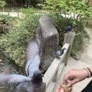강스시 이미지